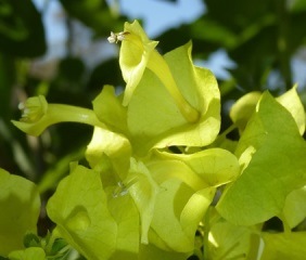Yellow Chinese Hat Plant, Cup and Saucer Plant, Parasol Flower, Holmskioldia sanguinea 'Aurea'